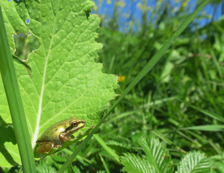 Sierran Treefrog